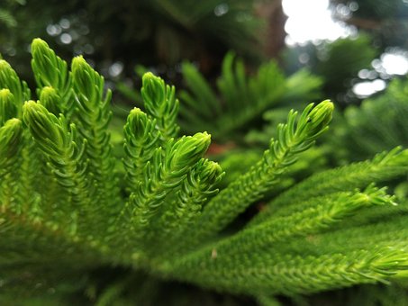 Pin, Natura, Copac, Verde, Primăvară