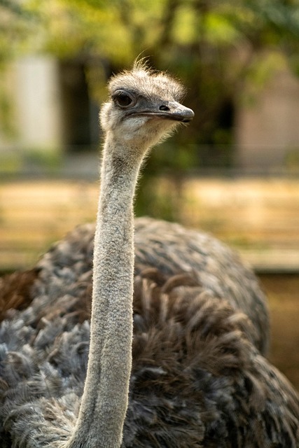 Vogel, Natur, Strauß, Vogelkunde