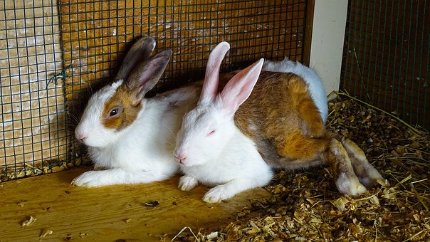 Free Rabbit Animal photo and picture