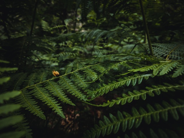 Free Ferns Fronds photo and picture