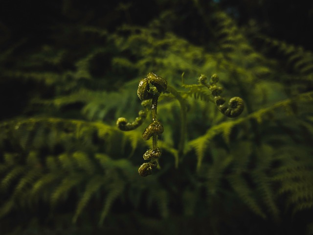 Free Ferns Fronds photo and picture