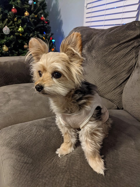 Free Dog Domestic photo and picture