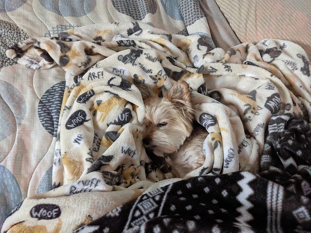 Free Sleepy Puppy photo and picture