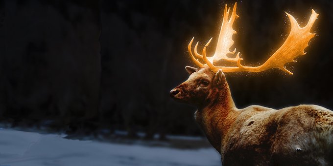 Free Deer Antler photo and picture