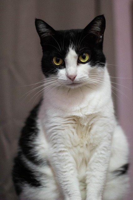 Free Cat Pet photo and picture
