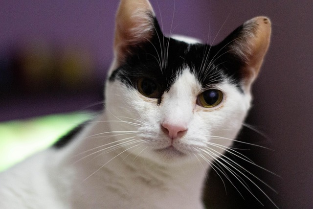 Free Cat Pet photo and picture