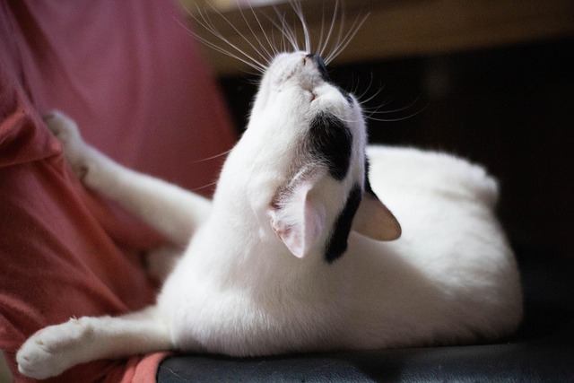 Free Cat Animal photo and picture