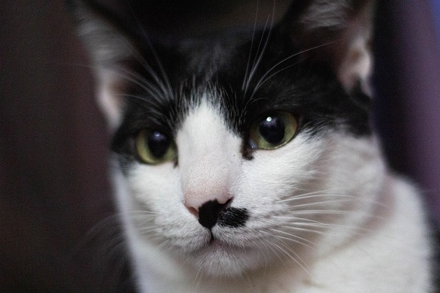 Free Cat Animal photo and picture