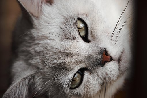 Kitten, Cat, Pets, Cats, Animal, Mammal
