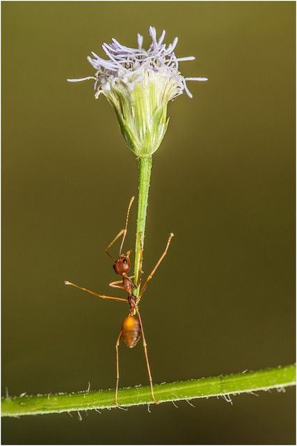 Fourmi Insecte Fourmi Insecte Fleur - Photo gratuite sur Pixabay - Pixabay