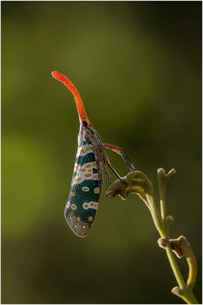 Mantis Bug Insect - Free photo on Pixabay - Pixabay