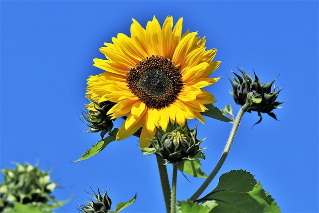 Sonnenblume Blume Knospen Gelbe - Kostenloses Foto auf Pixabay - Pixabay