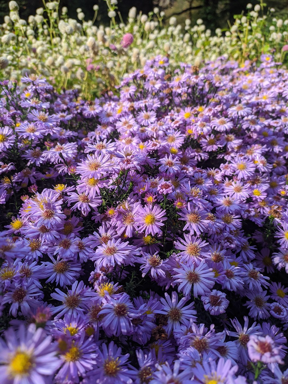 Nature Bloom Color - Free photo on Pixabay - Pixabay