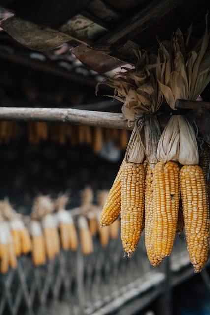 Maíz, Cosecha, Comida, Elote, Vegetal