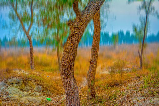 Free Tree Forest photo and picture