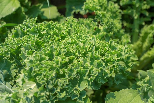 Free Leafy Greens Lettuce photo and picture