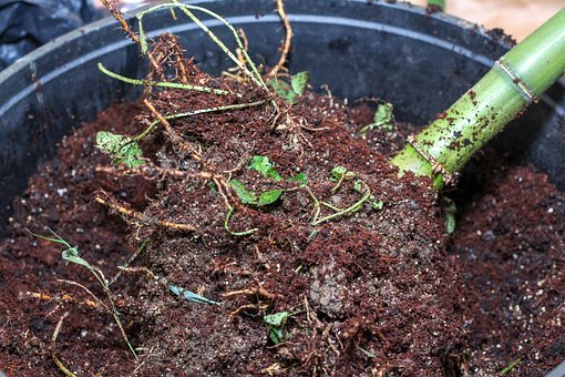 Free Bamboo Rootball Dirt photo and picture