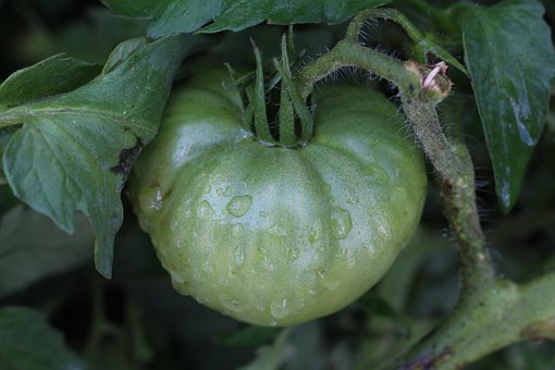 Free Tomato Tomato Plant photo and picture