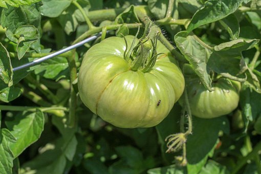 Free Tomatoes Vegetable Garden photo and picture