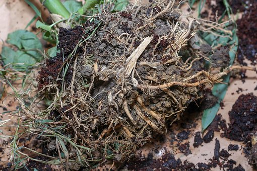 Free Rootball Bamboo photo and picture