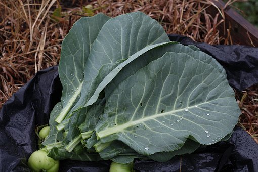 Free Collard Greens Leafy Greens photo and picture