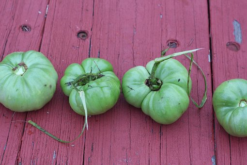 Free Tomatoes Unripe Tomatoes photo and picture