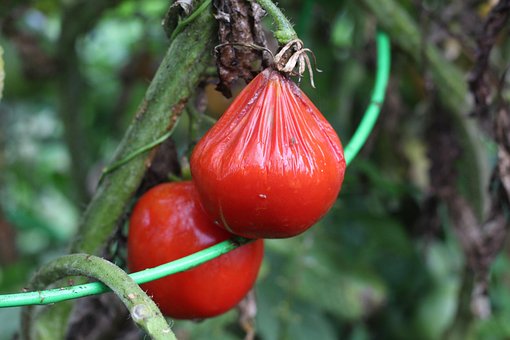 Free Tomatoes Garden photo and picture