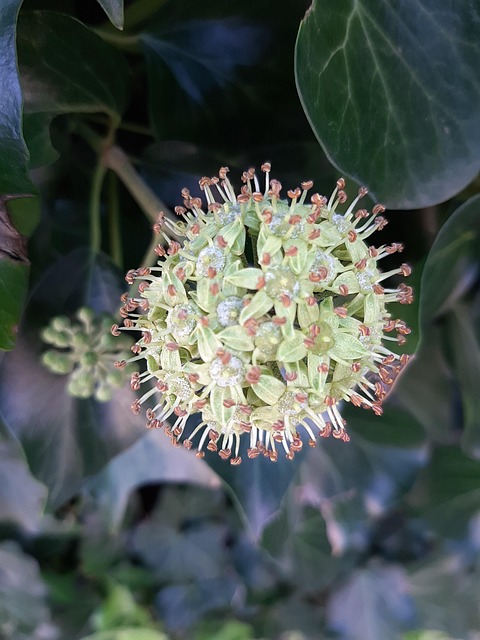 Free Nature Flora photo and picture