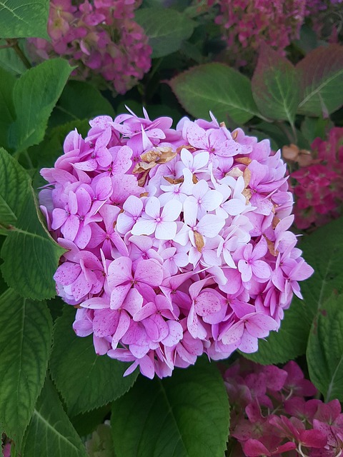 Free Blossoms Flower photo and picture