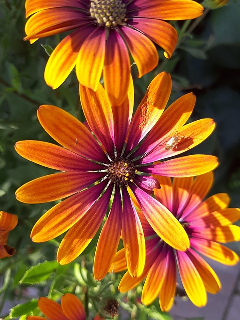 Free Blossoms Flower photo and picture