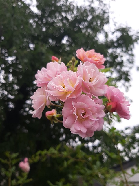 Free Flora Fauna photo and picture