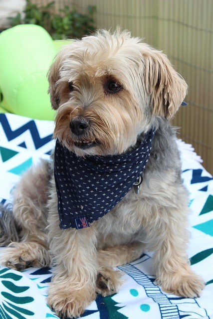 Free Dog Domestic Animal photo and picture