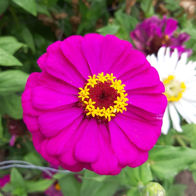 Free Flower Blossom photo and picture