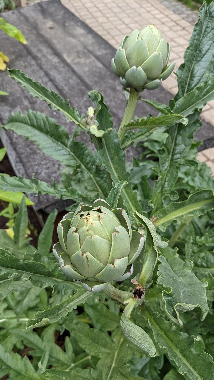 Cardoon Globe Artichoke Free photo on Pixabay Pixabay