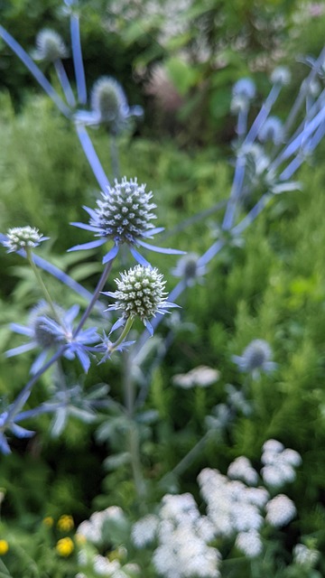 Free Alpine Sea Holly Flower photo and picture