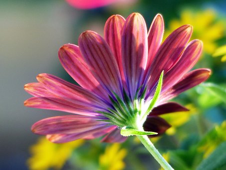 Kappe Marguerite, Blomst, Plante