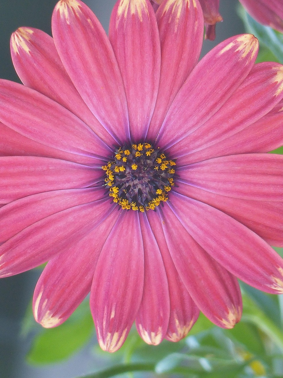 Pinke Blume Natur Garten Kostenloses Foto auf Pixabay Pixabay