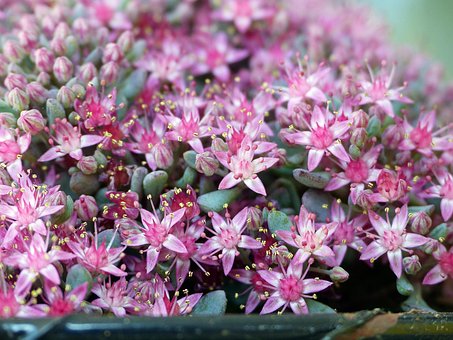Sedum, Blomster, Planter, Stenhugger