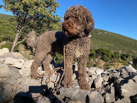 Free Water Dog Croatia photo and picture