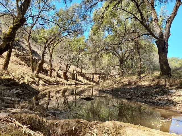 Free Nature Forest photo and picture