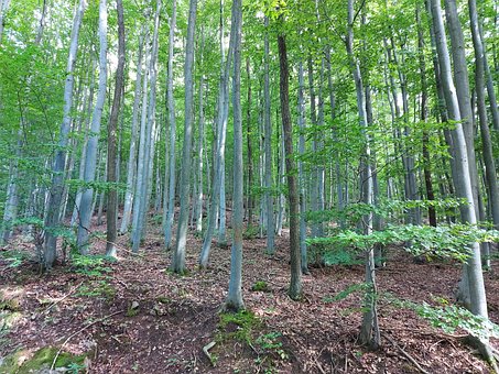 Wald, Natur, 🌲, Slowakei