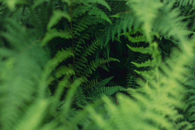 Free Ferns Fronds photo and picture