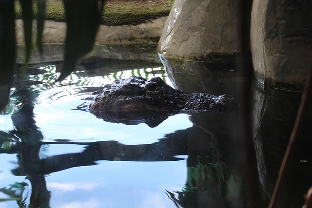 Krokodil, Alligator, Aan Het Wachten