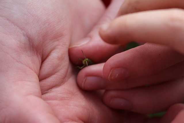 Handen, Kever, Insect, Gevangen Genomen