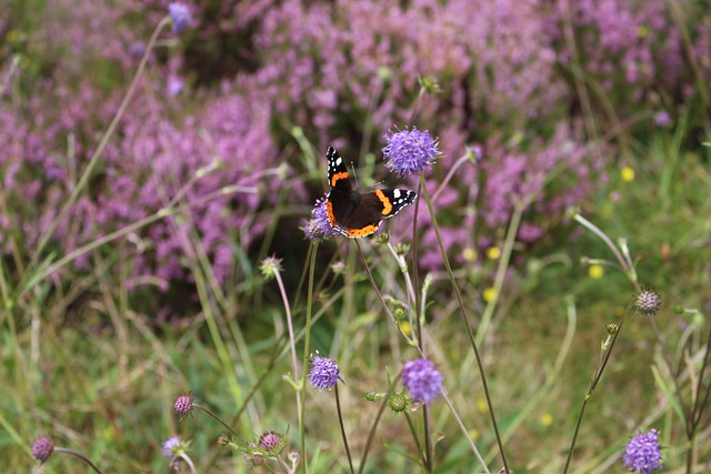 Red Admiral Vlinder, Vlinder, Bloemen