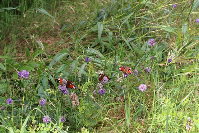 Vlinders, Weide, Viering, Purper, Natuur