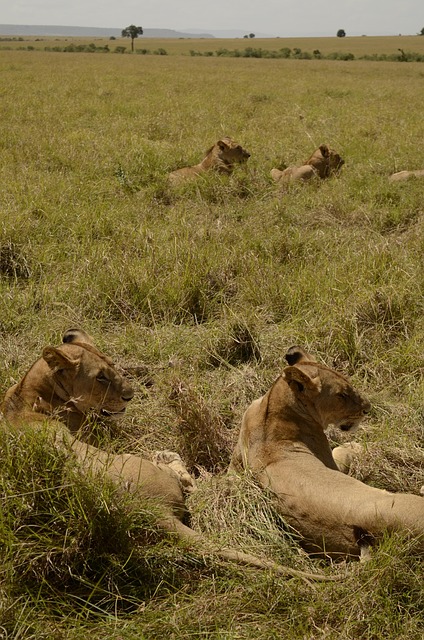 Free Lion Lioness photo and picture