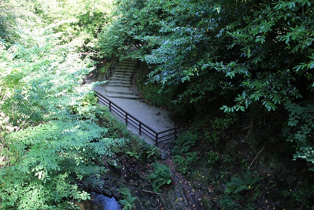 Weergave, Rivier, Kloof, Pad, Bomen