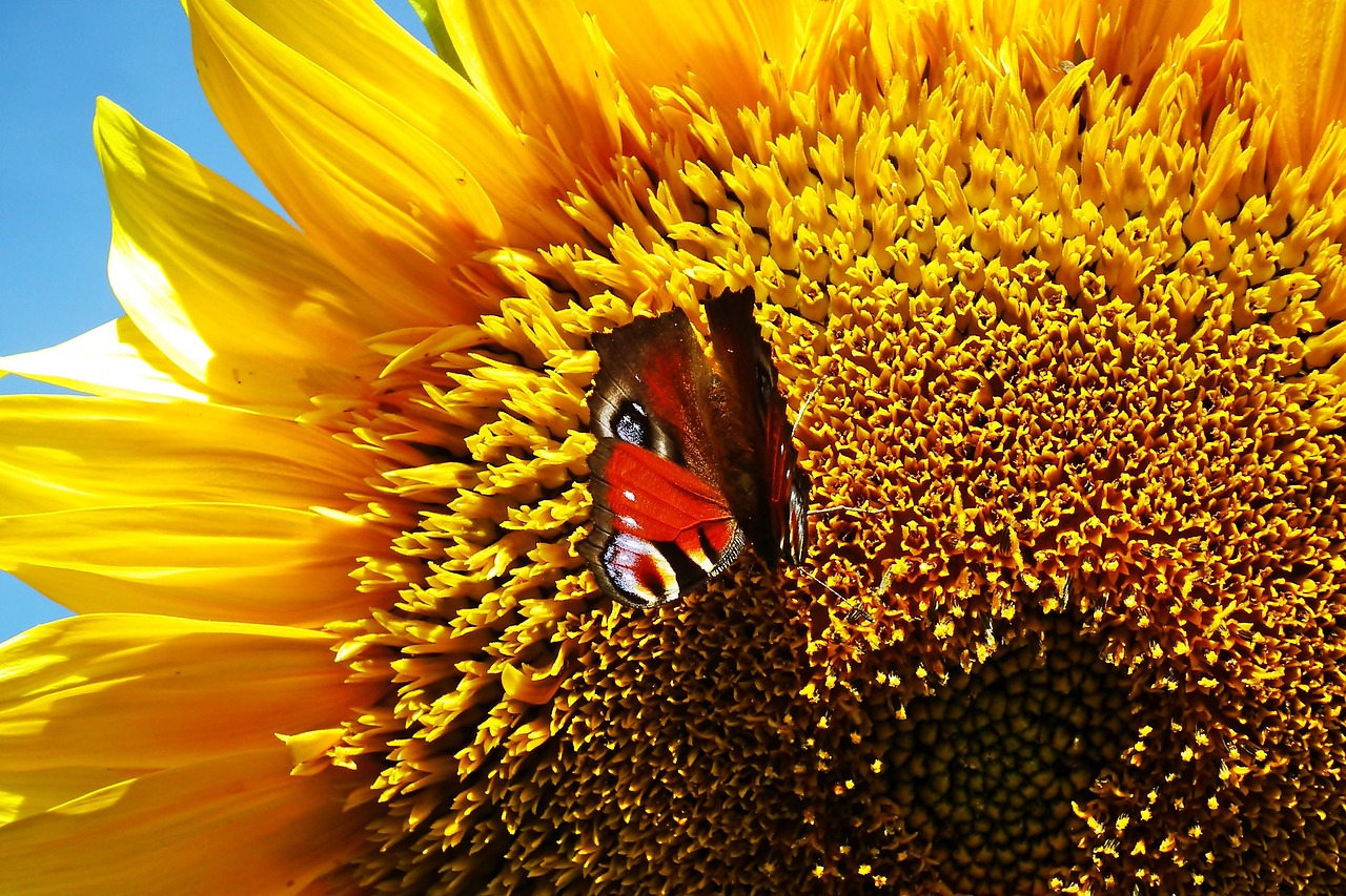 Sunflower Butterfly Pollination Free Photo On Pixabay Pixabay sunflower-butterfly-pollination-free-photo-on-pixabay-pixabay