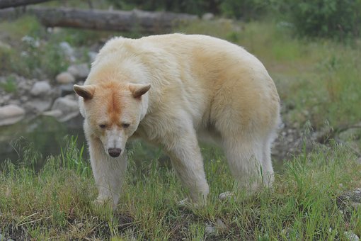 Free Polar Bear Animal photo and picture